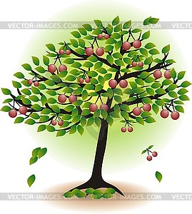 Fruit tree with leaves and cherry - vector image