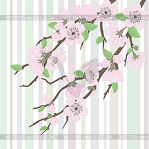 Sakura branch with flowers - vector image