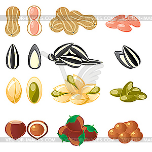 Nuts set - vector clip art