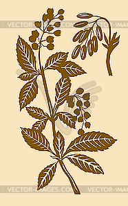 Barberry - vector clipart