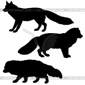 Silhouettes of polar fox, badger and red fox - vector image