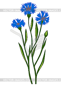 Синий василек - векторное изображение клипарта