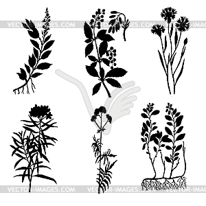  silhouettes of the medicinal plants - vector image