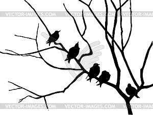  silhouette starling on branch tree - vector image