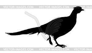  of the pheasant - vector clip art