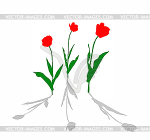 Tulips - vector clipart