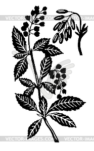  silhouette of the plant - white & black vector clipart