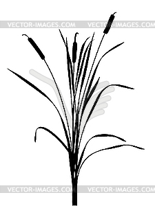  of the reed  - vector image