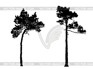 Silhouettes of pines - vector image