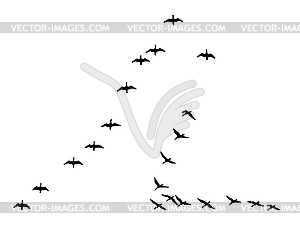  silhouette flock geese  - vector image