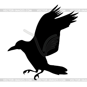 Silhouette of crow - vector image