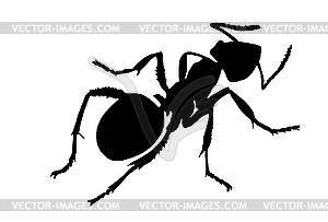 Silhouette of ant - vector clipart