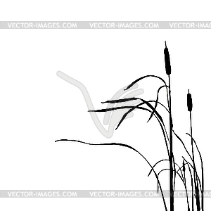 Silhouette of the reed - vector clipart