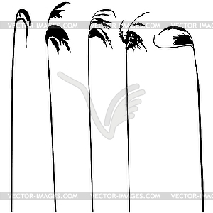  silhouette of the grass  - vector clip art
