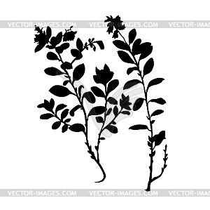  silhouette of the plant of the cowberry - vector clipart