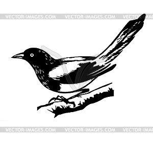  magpie - vector image