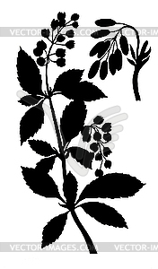  silhouette of the barberry - vector clipart