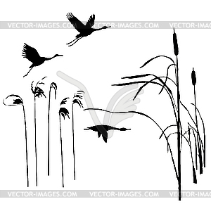 Silhouette of the birds on lake - vector image