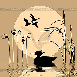 Silhouette of the birds on lake - vector clipart