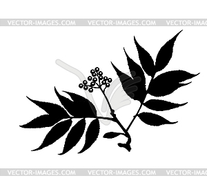  silhouette of the branch of the plant - vector clipart