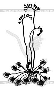Silhouette sundew - vector clipart