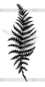 Silhouette of fern leaf - vector clipart / vector image