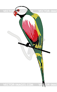 Parrot - vector clip art