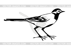 Silhouette of the wagtail - vector image