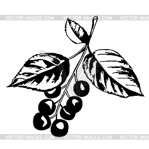 Cherry branch with berries - stock vector clipart