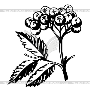 Silhouette of rowanberry - vector clip art