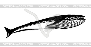 Drawing whale - vector clip art