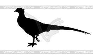 The pheasant - white & black vector clipart