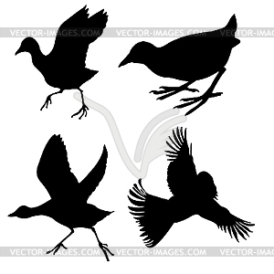 Silhouette of the birds - royalty-free vector clipart