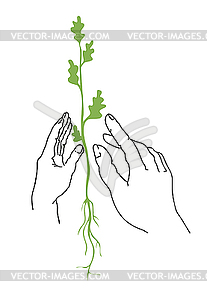 The plants in hand - vector image