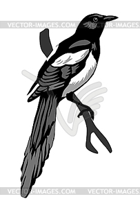 Magpie - vector clipart