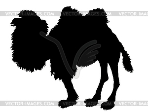 Silhouette of the camel - vector clipart
