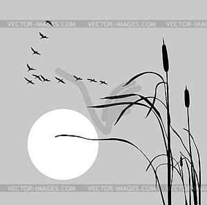 Drawing flock geese on bulrush - vector image