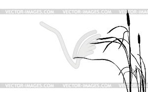 Bulrush - vector image