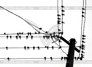Silhouette swallow on wire - vector image