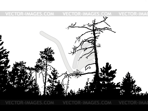 Silhouette of old pine - royalty-free vector image