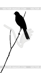 Силуэт скворец на ветке дерева - векторное изображение