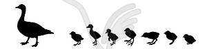 Silhouette - duck with nestlings - vector clipart
