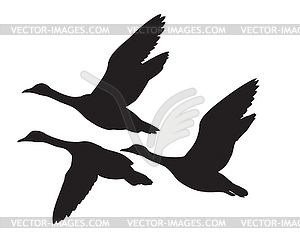 Silhouettes of flying ducks - vector clipart