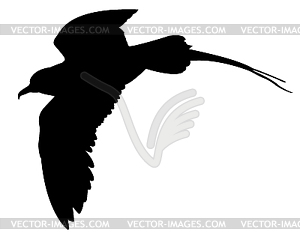 Silhouette of the sea bird - vector image