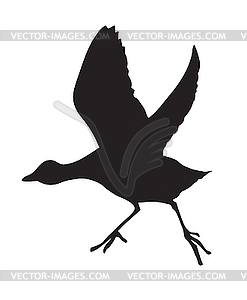 Silhouette of the bird - vector clip art