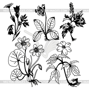 Field flowers - vector clipart