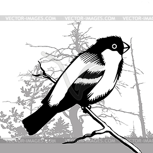 Bird silhouette, - vector image