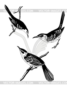 Thrush silhouette - vector clip art