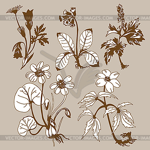 Field flowers - vector image