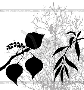 Plants silhouette - vector image